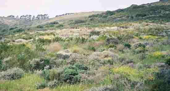 Fynbos flowering in the park